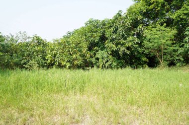 Bahçedeki çimenler