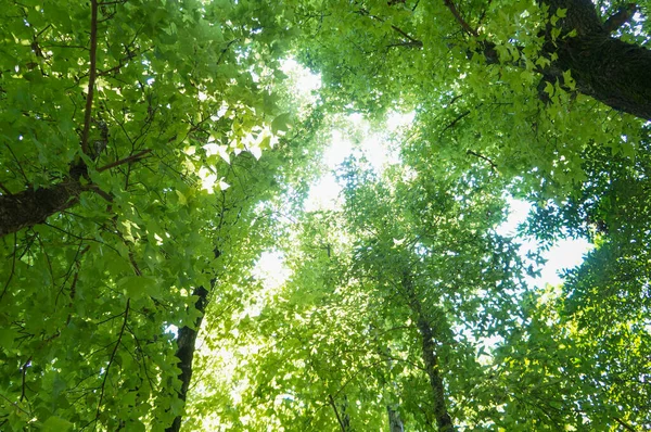 Elevated train track with a high-speed rail, lush greenery, and an electric tower in the countryside.