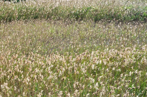 tarladaki kuru otlar