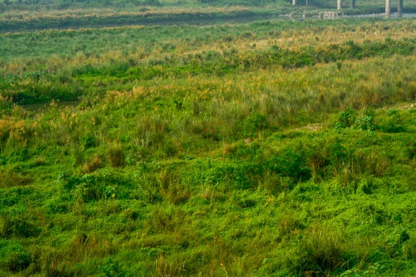 Ağaçlı yeşil pirinç tarlası