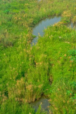 Bir yaz günü bataklık.