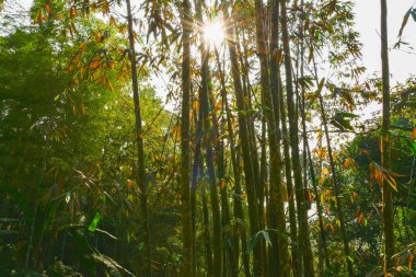 Ormanda yeşil yapraklar