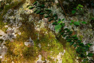 Ağacın gövdesinde yosun ve liken.