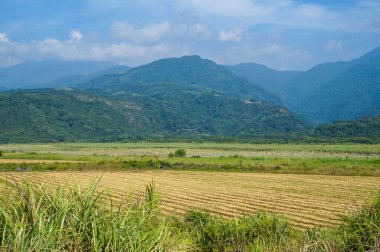 Dağlarda pirinç tarlası