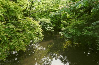 Parktaki nehrin güzel manzarası