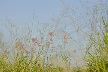Yazın güzel çim tarlası