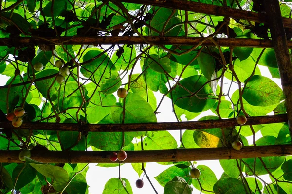 Bahçede yeşil yapraklar