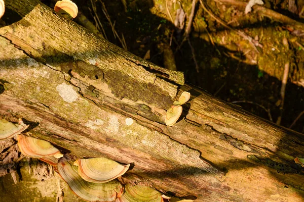 Bir sürü yosunlu ağaç kütüğü.