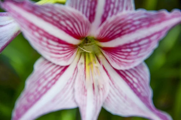 Beyaz ve kırmızı zambak