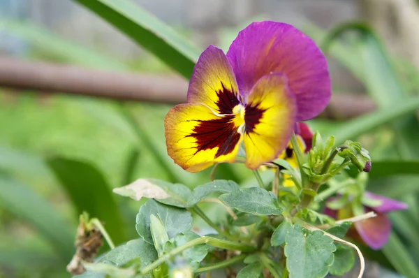 Bahçedeki kırmızı nonoşlar