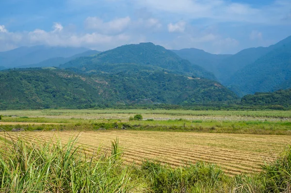 Dağlarda pirinç tarlası