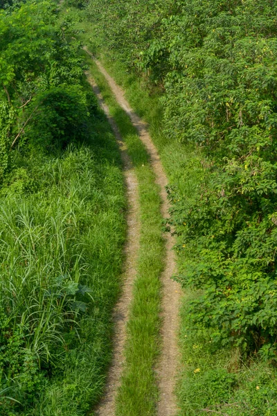 Ormanda bir ağacı olan güzel bir manzara.