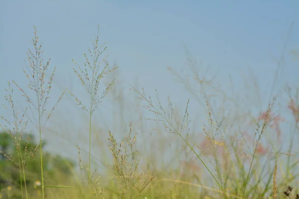 Bahçedeki yeşil çimenler