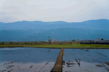 Kırsaldaki pirinç tarlaları