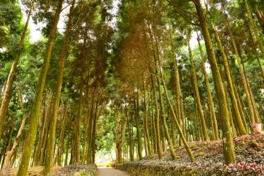 Parkın güzel manzarası