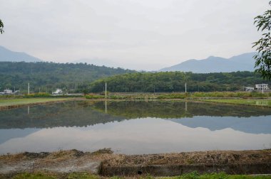 Kırsaldaki pirinç tarlası.