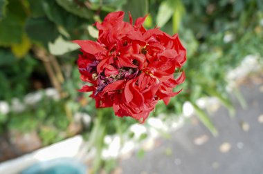 Bahçedeki kırmızı çiçek