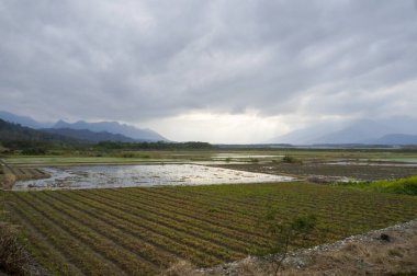 Tayland kırsalındaki pirinç tarlaları.