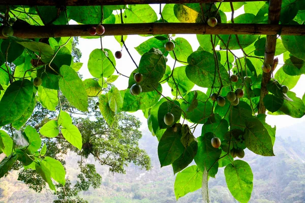 Ormanda yeşil yapraklar