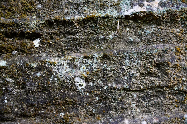 Yosun kaplı bir taştan duvar