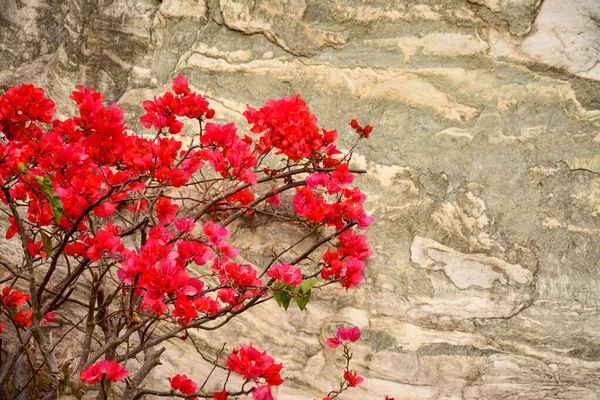 Bahçedeki kırmızı çiçekler