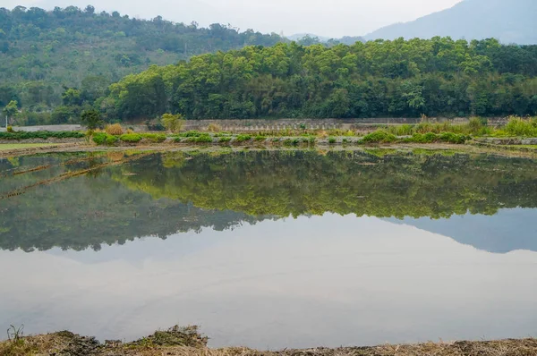 Tayland 'da suyun yansıması olan güzel pirinç tarlaları.