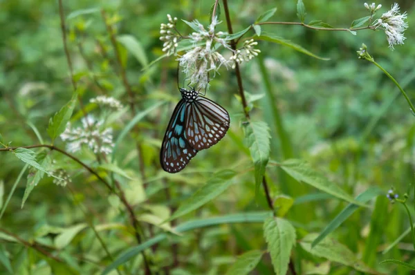 çimlerde oturan kelebek.