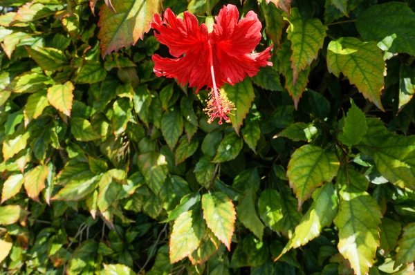 Bahçedeki kırmızı amber çiçeği