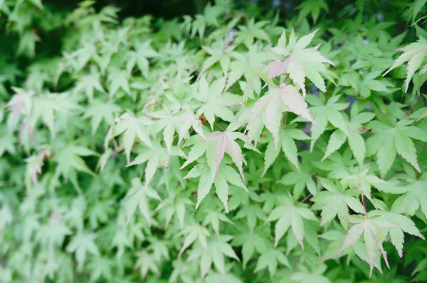 Bahçedeki güzel çiçekler, arka plan olarak fotoğraf, yakın plan -
