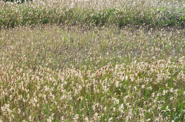 Güneşli yaz gününde çiçek tarlaları
