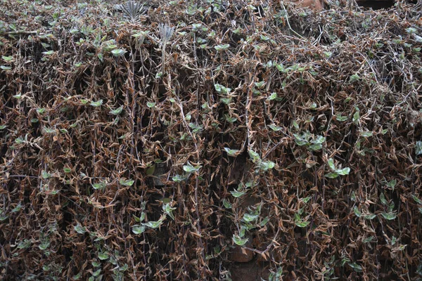 Bahçede yeşil yapraklar