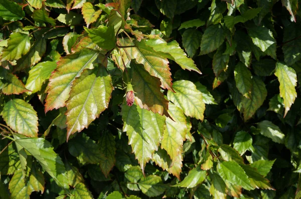 Sonbaharda yapraklı arkaplan