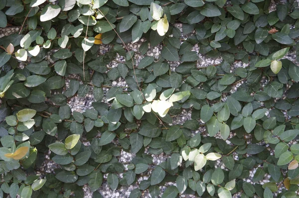 Bahçede yeşil yapraklar