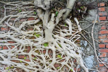 Evin kökleri ve kökleri.