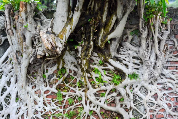 eski Ağaç kökleri