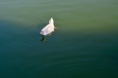 Beyaz Kuğu Gölde yüzen.