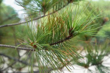 Ormanda çam iğneleri