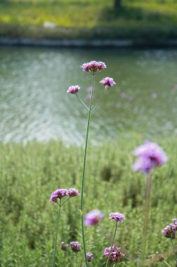 Bahçedeki pembe çiçekler