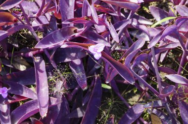 Bahçedeki güzel mor çiçeklere yaklaş.