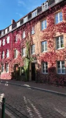 Avrupa 'da sonbaharda kırmızı sarmaşıklarla kaplı bir apartman cephesi. Konforlu eski cadde, renkli sonbahar yaprakları, şehir mimarisi ve mevsimlik şehir yaşam tarzı konsepti.