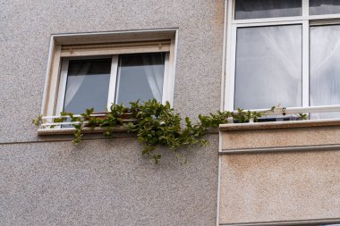 Pencere ve balkon korkuluklu konut ön cephesi yeşil bitkilerle dekore edilmiş şehir bahçeleri ve şehir yaşam tarzı kavramı