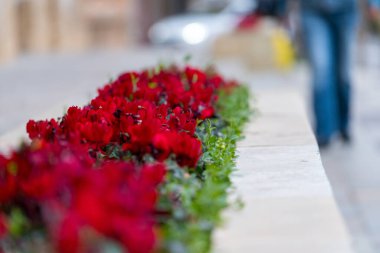Şehir planöründe kırmızı çiçekleri kapatın. Bulanık yayalar ve sokak arkaplanı. Saha kenti yaşam tarzının sığ derinliği bahar atmosferi.