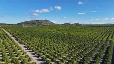 İnsansız hava aracı, güneşli bir günde İspanya 'da, ufukta tepeler ve tarım arazileri olan sonsuz sayıda yeşil narenciye ağacının üzerinde uçuyor.