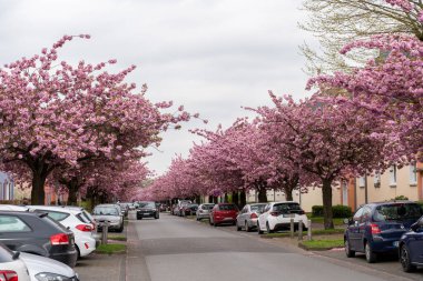 Çiçek açan kiraz ağaçları Almanya 'nın Bielefeld kentindeki yerleşim yerinin üzerinde pembe tünel oluşturuyorlar. Avrupa manzaralı bahar kentsel manzarası.