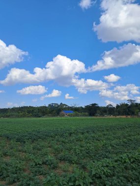 Büyüyen yeşil fasulye tarlasının geniş bir görüntüsü dramatik bir gökyüzünün altında belirgin beyaz kümülüs bulutları ile, uzak ağaçların arasında küçük mavi çatılı bir bina, barışçıl bir kırsal alan yaratıyor..........