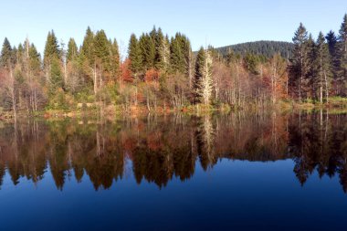 Yalnız, yıpranmış bir ağaç gövdesinden ya da gölün sakin, mavi-gri suyundan çıkan, yüzeyin altında akşam üstü ya da gün batımının yumuşak renkleriyle mükemmel bir şekilde yansıyan, düşük açılı bir çekim..