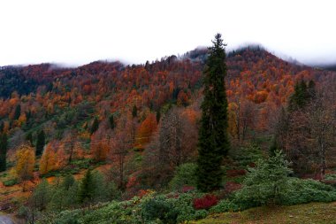 Önplanda belirgin bir şekilde duran tek, uzun, koyu yeşil bir köknar ağacının hakim olduğu dramatik bir sonbahar dağ manzarası. Arkasındaki yamaçta yaprak döken ağaçlar var. Zengin pas, turuncu ve kahverengi sonbahar renkleri var., 