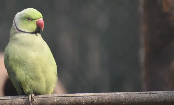 Yeşil papağan oturan 