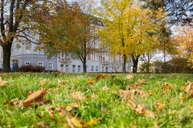 Polonya 'nın Gliwice kentinde sonbahar caddelerinde yeşil çimlerde portakal yaprakları görülüyor