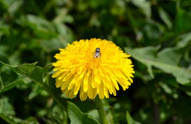 Sarı karahindiba, üzerinde sinek olan bir ilaç. Yüksek kalite fotoğraf